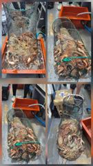 통영 문어 대박 조황 사진