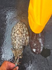 인천365호 갑오징어 조황  사진