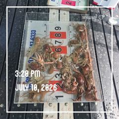 해양레저 돌문어 마리수 조황  사진
