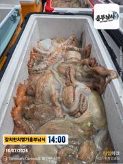 문어 실시간 퍽퍽 일욜 오전5시 출항 가능 사진