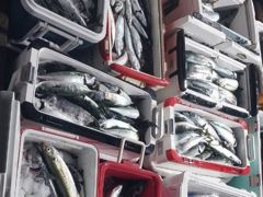 ◆만쿨은 기본◆손맛은 덤◆야간 고등어·삼치◆고등어채비+메탈지그◆군산 인해호◆