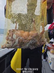 7월12일 문어조황입니다~ 사진