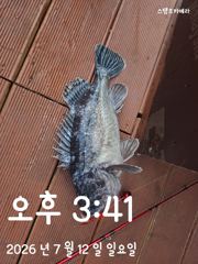 참출 사진