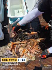 동경호~ 돌문어 첫날 초대박( 월욜 예약가능) 사진