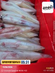 대포한치 한치 한치 목. 금 .토.일 계속 출조  사진