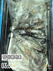 [한치]대포한치,go.go.go(목,금,토,출항확정) 사진