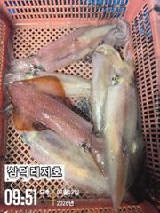 [한치]대포한치,좋은날씨,물때,100수,go,go(목,금,토,출항확정) 사진