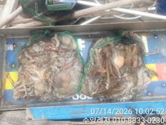 풍화리 선외기의 문어 대박 조황 사진