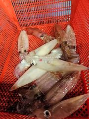 [통영대교피싱]한치전쟁 실시간 사진