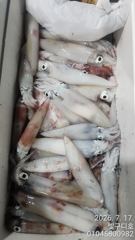 밤바다가 들썩! 한치 러시 시작