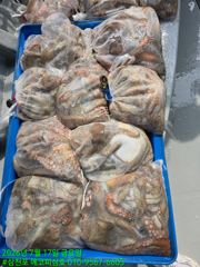 17일)문어 마리수 조황. 씨알 굿~~조황 19일)잔여자리 있습니다. 사진
