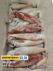 완전 퍼담고 한치 대포 한치들 수두록  오늘내일모래 계속 출항 사진
