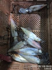 통영뉴명성호))먼바다대포한치출조황입니다자리여유(010.3569.4607) 사진