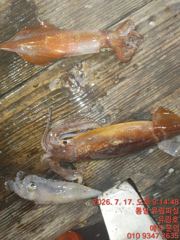 통영유림)17일 한치 실시간조황입니다.토요일 자리여유.예약가능 사진