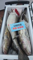 26.7.17일 대구라바 조황 입니다  사진