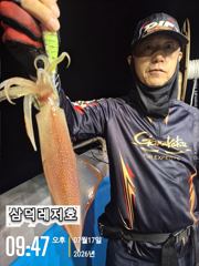[한치] 대,중,소 마리수로 (토,일,출항합니다) 사진