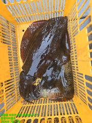 [무늬]사이즈와 마리수,,^^ 사진