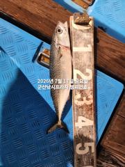 챔피언호 7월17일 야간 고등어 실시간! 사진
