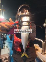 야간 왕고등어~오늘도 갑니다~고등어,삼치,등~ "끝내주는 고등어"출조~~금요일부터 매일출조~~군산 챔피언호 사진