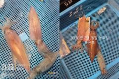 통영 수 은 호<<>>한치 조황입니다 내일 한치 출조합니다(자리여유) 10단 다단,오모리채비 가능~예약은 3361 4231 전화주세요 사진