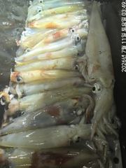 왕한치먹물잔치마릿수손맛보려쭉~달립니다. 사진