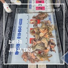 해양레저 돌문어 마리수 조황  사진