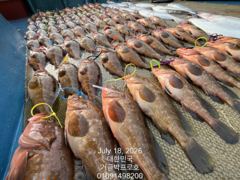 고흥.거금박프로호 붉바리외수질 전문선사조황  사진