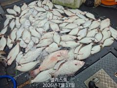 7월 17일 마릿수광어조황 사진