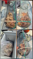 통영 문어 조황 사진