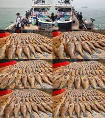 ♥ 붉바리들..이정도는 잡아봐야지요 대박 붉바리조황입니다[2026년07월18일] ◎ 해마루호가 뜨는이유? 조황때문이죠 ◎ 핵심포인트: 바로진입.. 바로히트.. ▣ 차원이 다른 조황으로 모십니다 ▣ 요즘 붉바리낚시가 대세입니다 사진