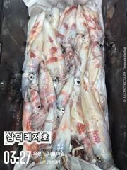[한치]대포한치,우당탕,후반전,따분,따분(오늘,자리널널,출항확정) 사진