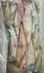 18일,한치,먹물폭탄 손맛 보러 오세요,일요일 문어(예약가능) 사진