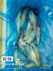 통영나이스피싱!!!  왕한치. 중치급 부터 콧물등  야간문어 퍽퍽합니다 사진