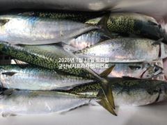 야간 대왕고등어~"싸이즈 끝내주는 고등어"~고등어,삼치,등~~~금요일부터 매일출조~~군산 챔피언호 사진