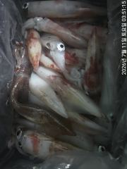 왕한치꾸준한입질마릿수손맛보려쭉~달립니다. 사진