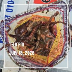 해양레저 돌문어 마리수 조황  사진