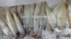 17일 한치 조황입니다~ 아쉬운 마음 달래며 들어왔네요,, 19일 한치 정상출조 자리있어요!!