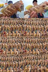 7월18일 붉바리 조황입니다 오늘 마리수가 많이 나왔습니다 끝까지 최선을 다해주신 모든조사님들께 감사드립니다 사진