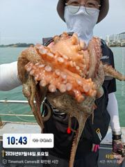여수 투에스호 7월 18일 돌문어 조황 사진