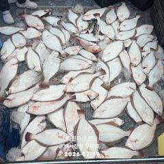 26.07.19 백사장항 무야호 다잡아 외수질 조황^^