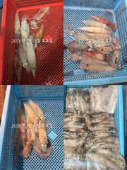 통영 수 은 호<<>> 한치 조황입니다 ((10단 다단,오모리 채비 가능)) 예약은 3361 4231 전화주세요~ 사진