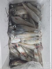 제주스마트호 한치조황  사진