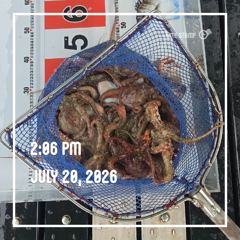 해양레저 돌문어 마리수 조황  사진