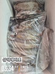 [한치]대포한치,초반"피딩"만쿨,반쿨(화요일소수인원,출항확정) 사진