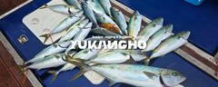 [부산 유강피싱] 유강호 부산권 부시리 지깅 파핑 조황입니다. 사진