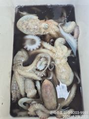 7월21일 문어 조황입니다  사진