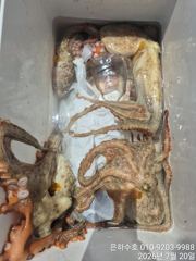 7월20일 문어 조황입니다  사진