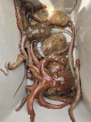 문어 사량도입니다 사진