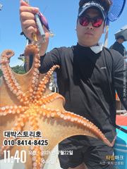 사량도 돌문어~ 걸었다하면 돼지문어~ kkkkkk급 사진