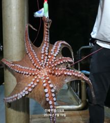 <야간 문어> 문어 뜯는 손맛 짱짱! 금,토,일~예약가능 사진